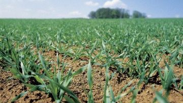Comment réussir le désherbage de sortie d’hiver de l’orge ?